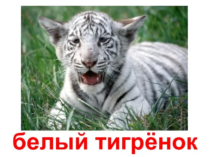 белый тигрёнок