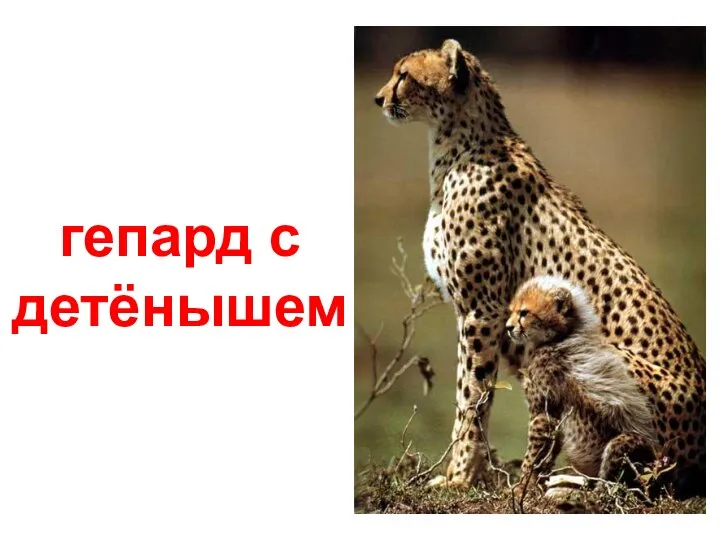 гепард с детёнышем