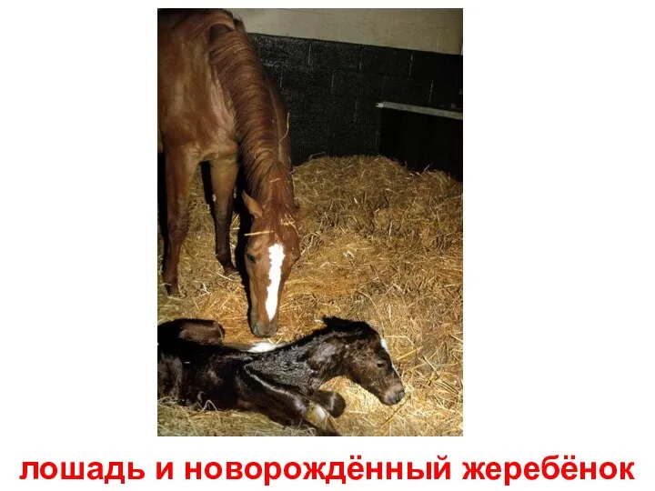 лошадь и новорождённый жеребёнок