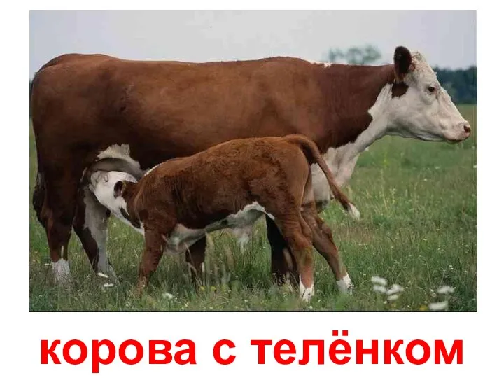 корова с телёнком