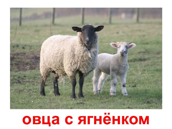 овца с ягнёнком