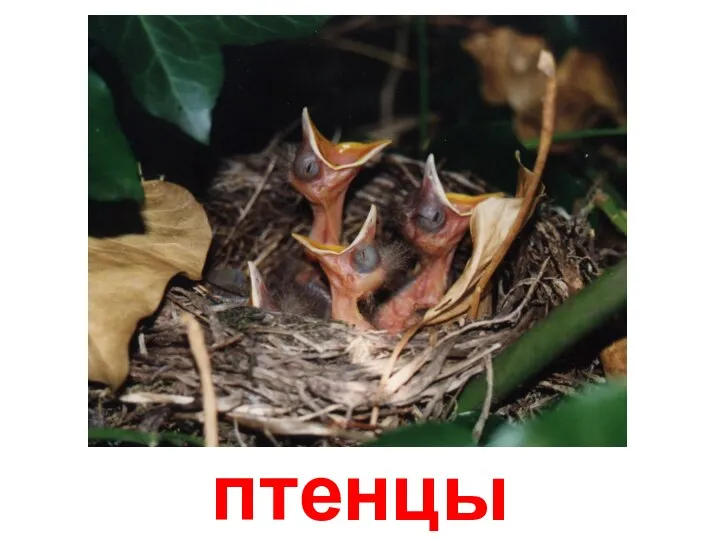 птенцы