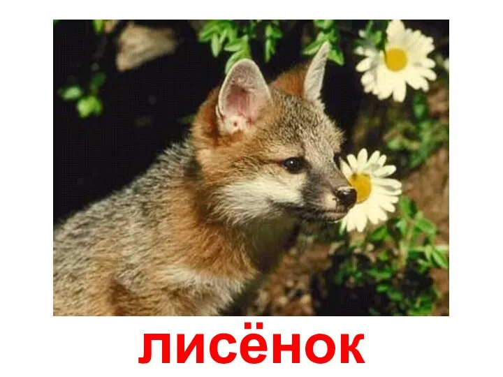 лисёнок