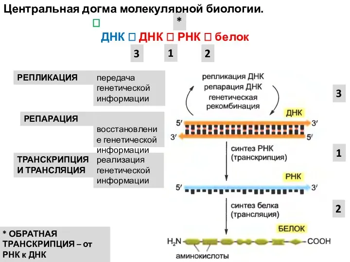 Центральная догма молекулярной биологии. ? ДНК ? ДНК ? РНК ? белок