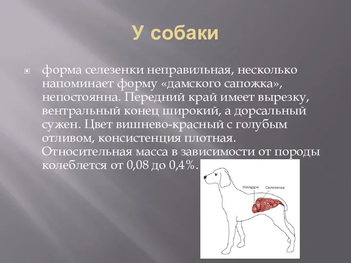 У собаки форма селезенки неправильная, несколько напоминает форму «дамского сапожка», непостоянна. Передний