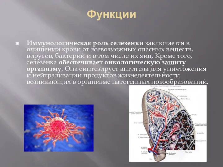 Функции Иммунологическая роль селезенки заключается в очищении крови от всевозможных опасных веществ,