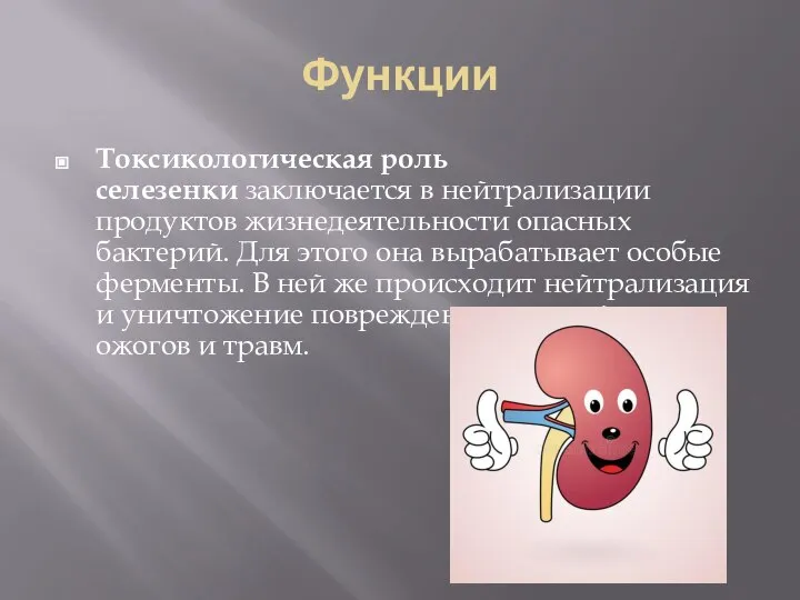 Функции Токсикологическая роль селезенки заключается в нейтрализации продуктов жизнедеятельности опасных бактерий. Для