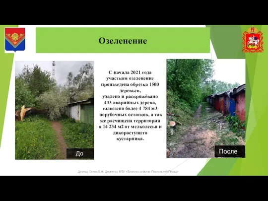 Озеленение Доклад Секов В.И. Директор МБУ «Благоустройство Павловский Посад» С начала 2021