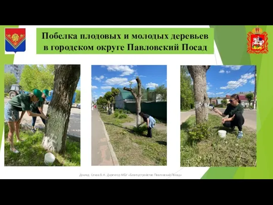 Побелка плодовых и молодых деревьев в городском округе Павловский Посад Доклад Секов