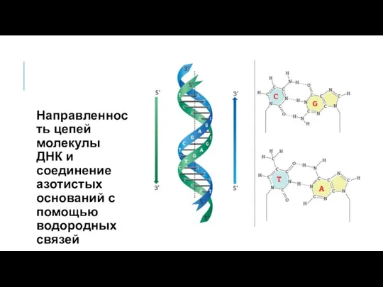 Направленность цепей молекулы ДНК и соединение азотистых оснований с помощью водородных связей