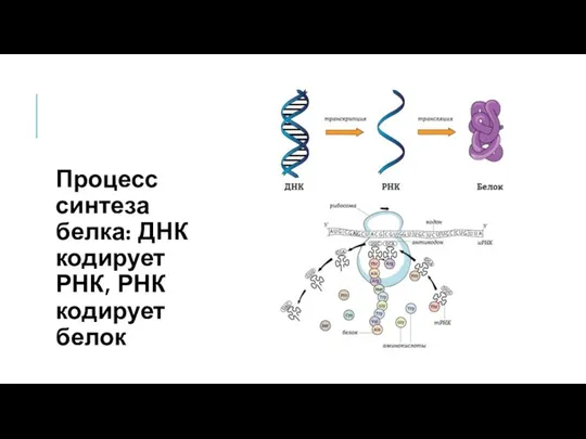 Процесс синтеза белка: ДНК кодирует РНК, РНК кодирует белок