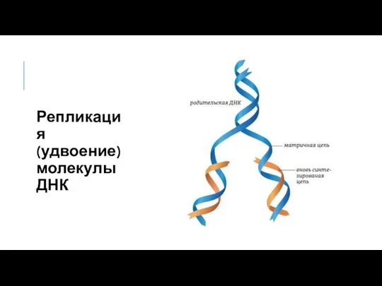 Репликация (удвоение) молекулы ДНК