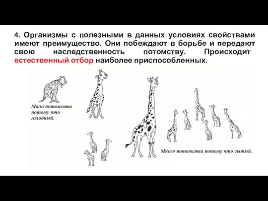 4. Организмы с полезными в данных условиях свойствами имеют преимущество. Они побеждают