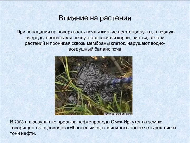 Влияние на растения В 2008 г. в результате прорыва нефтепровода Омск-Иркутск на