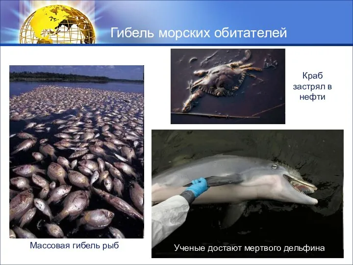 Гибель морских обитателей Краб застрял в нефти Ученые достают мертвого дельфина Массовая гибель рыб
