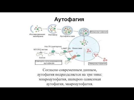 Аутофагия Согласно современным данным, аутофагия подразделяется на три типа: микроаутофагия, шаперон-зависимая аутофагия, макроаутофагия.