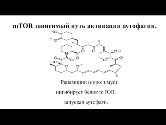 mTOR зависимый путь активации аутофагии. Рапамицин (сиролимус) ингибирует белок mTOR, запуская аутофаги.