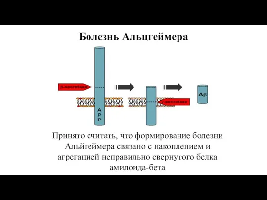 Болезнь Альцгеймера Принято считать, что формирование болезни Альйгеймера связано с накоплением и