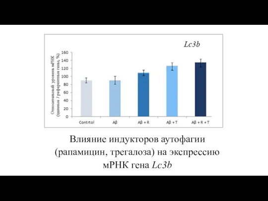 Влияние индукторов аутофагии (рапамицин, трегалоза) на экспрессию мРНК гена Lc3b