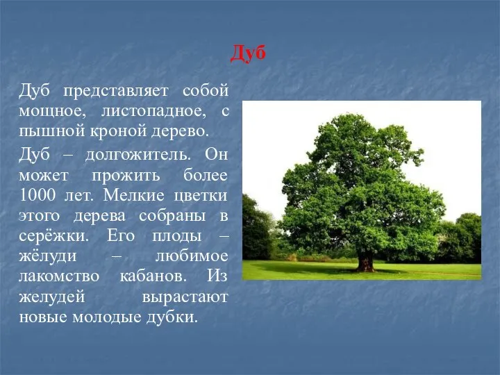 Дуб Дуб представляет собой мощное, листопадное, с пышной кроной дерево. Дуб –