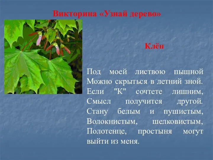 Викторина «Узнай дерево» Под моей листвою пышной Можно скрыться в летний зной.