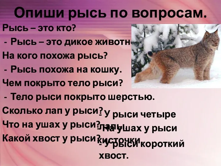 Опиши рысь по вопросам. Рысь – это кто? Рысь – это дикое