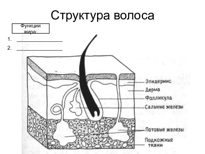 Структура волоса Функции жира: ________________ ________________