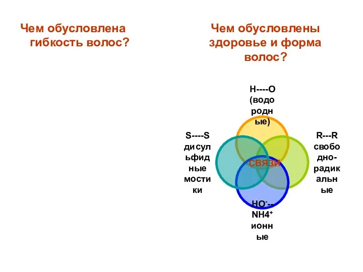 Чем обусловлена гибкость волос? Чем обусловлены здоровье и форма волос? СВЯЗИ