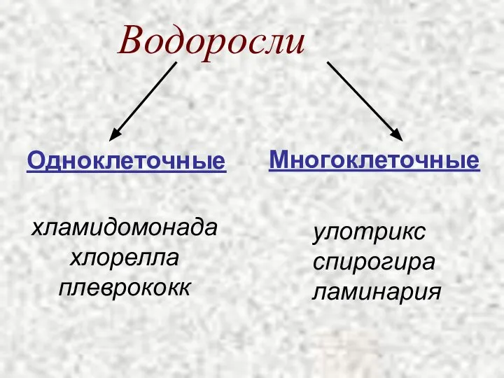 Водоросли хламидомонада хлорелла плеврококк улотрикс спирогира ламинария Многоклеточные Одноклеточные