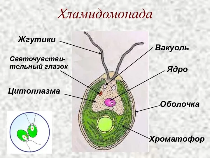 Хламидомонада Жгутики Ядро Хроматофор Светочувстви-тельный глазок Вакуоль Цитоплазма Оболочка
