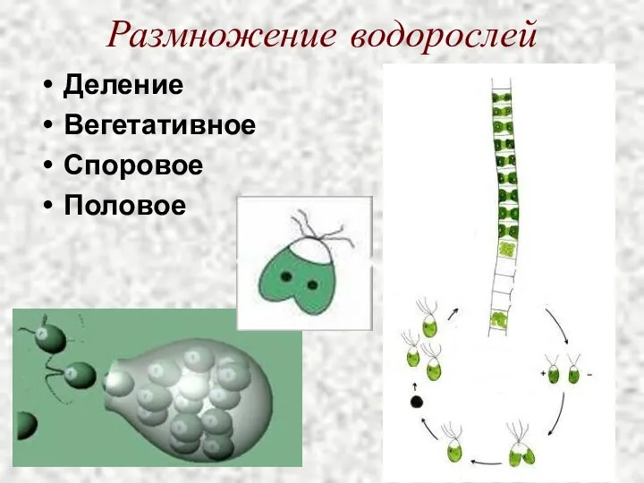 Размножение водорослей Деление Вегетативное Споровое Половое