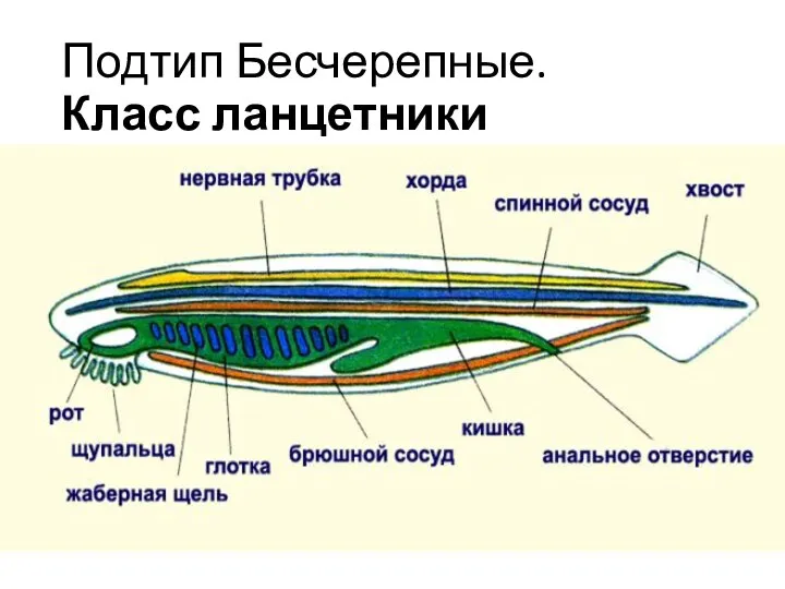 Подтип Бесчерепные. Класс ланцетники