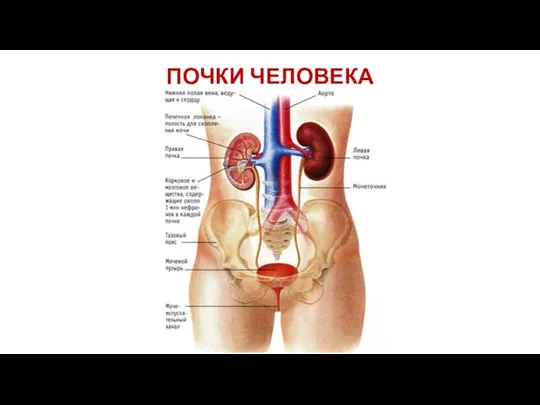 ПОЧКИ ЧЕЛОВЕКА