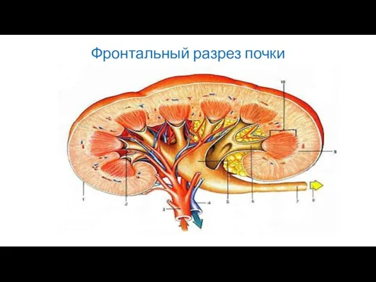 Фронтальный разрез почки