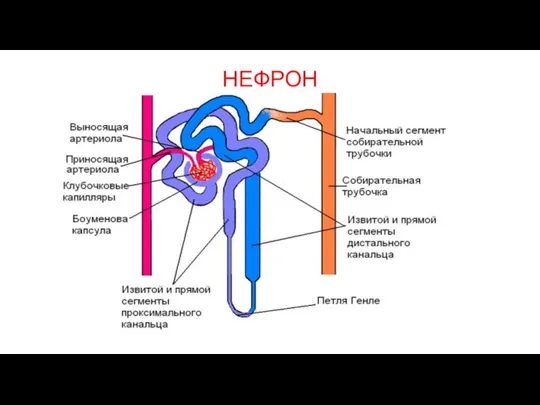 НЕФРОН