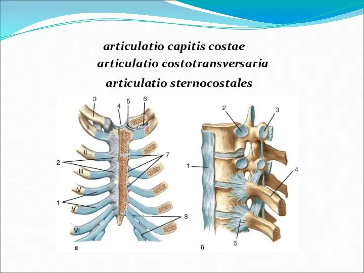 articulatio capitis costae articulatio costotransversaria articulatio sternocostales