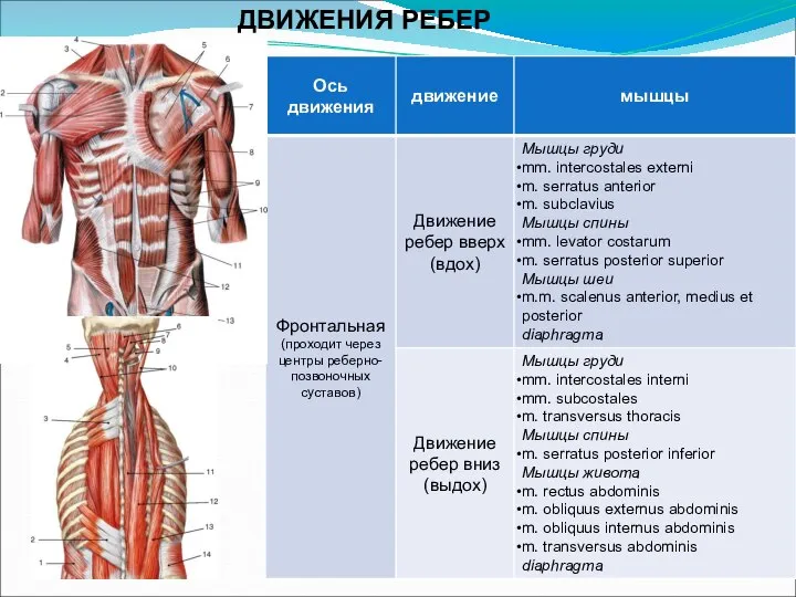 ДВИЖЕНИЯ РЕБЕР