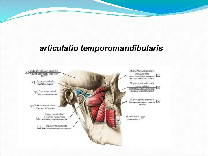 articulatio temporomandibularis