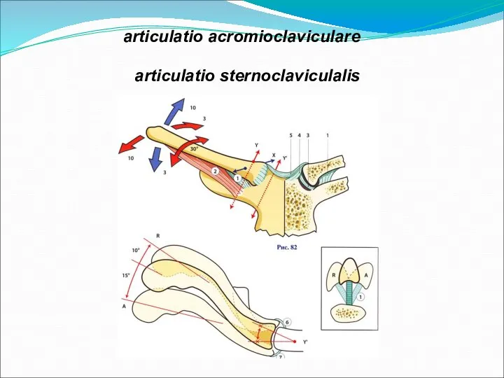 articulatio sternoclaviculalis articulatio acromioclaviculare