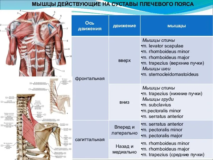 МЫШЦЫ ДЕЙСТВУЮЩИЕ НА СУСТАВЫ ПЛЕЧЕВОГО ПОЯСА