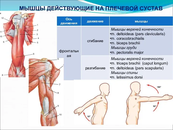 МЫШЦЫ ДЕЙСТВУЮЩИЕ НА ПЛЕЧЕВОЙ СУСТАВ