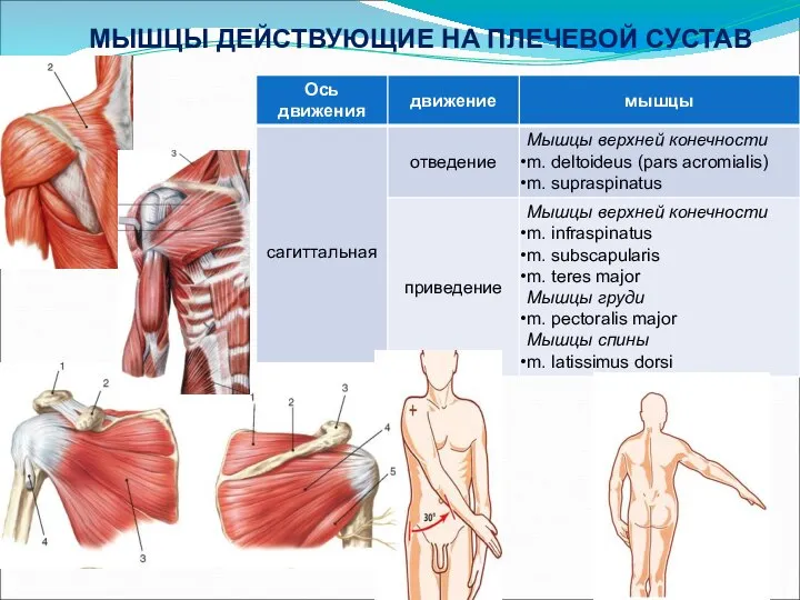 МЫШЦЫ ДЕЙСТВУЮЩИЕ НА ПЛЕЧЕВОЙ СУСТАВ