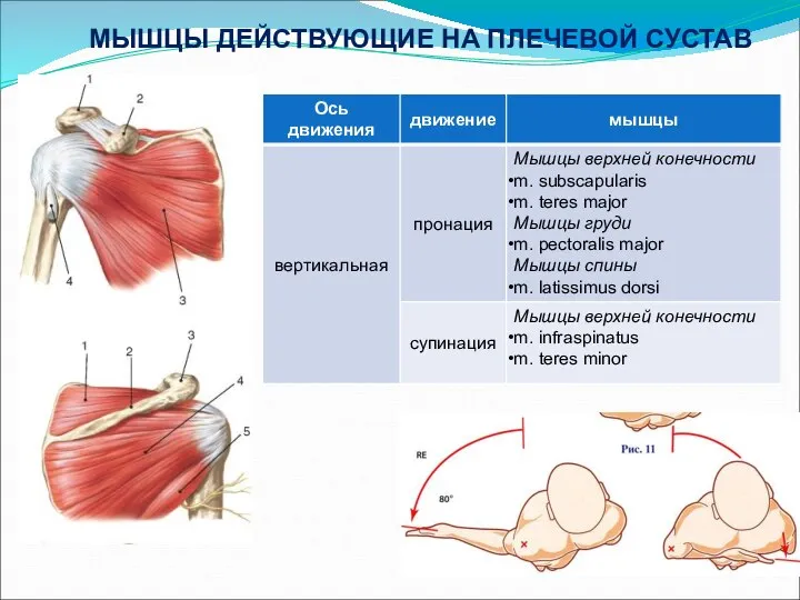 МЫШЦЫ ДЕЙСТВУЮЩИЕ НА ПЛЕЧЕВОЙ СУСТАВ