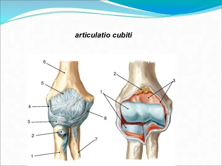 articulatio cubiti