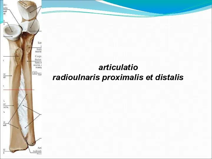 articulatio radioulnaris proximalis et distalis