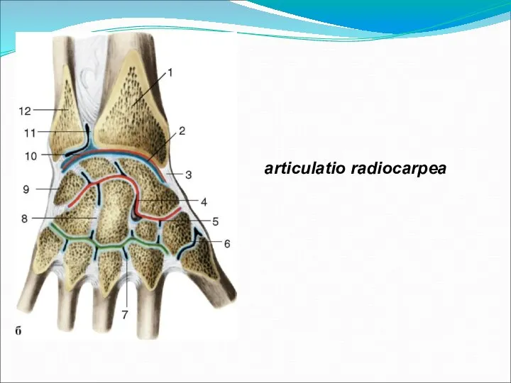 articulatio radiocarpea