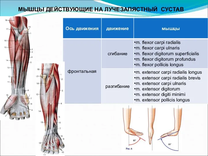 МЫШЦЫ ДЕЙСТВУЮЩИЕ НА ЛУЧЕЗАПЯСТНЫЙ СУСТАВ