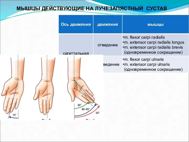 МЫШЦЫ ДЕЙСТВУЮЩИЕ НА ЛУЧЕЗАПЯСТНЫЙ СУСТАВ