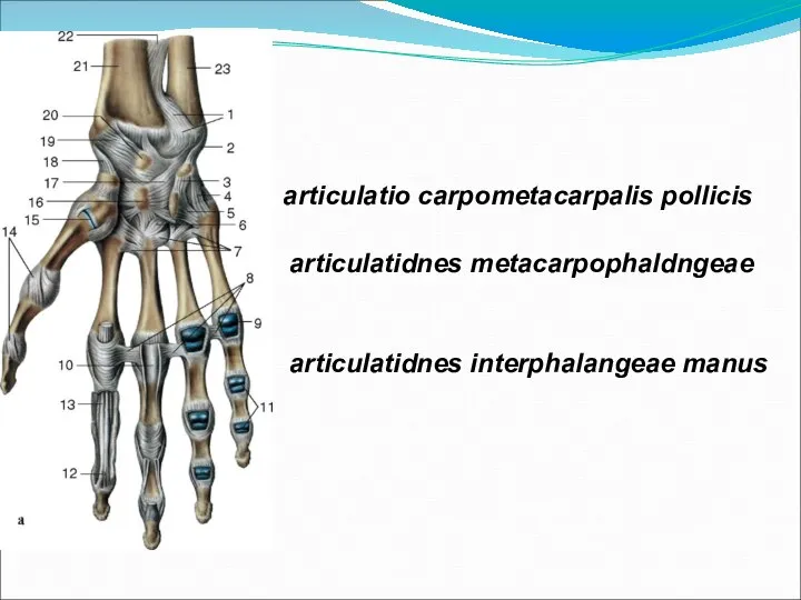 articulatio carpometacarpalis pollicis articulatidnes metacarpophaldngeae articulatidnes interphalangeae manus