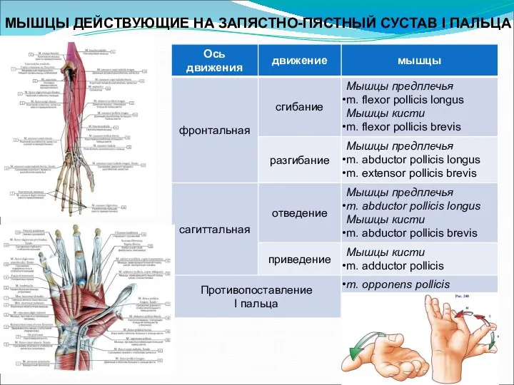 МЫШЦЫ ДЕЙСТВУЮЩИЕ НА ЗАПЯСТНО-ПЯСТНЫЙ СУСТАВ I ПАЛЬЦА